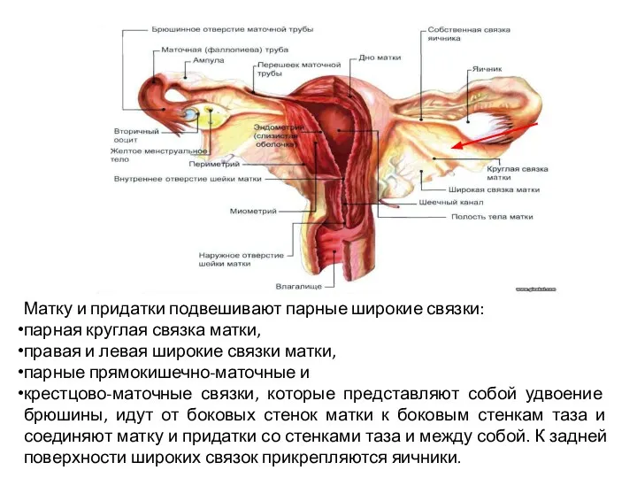 Матку и придатки подвешивают парные широкие связки: парная круглая связка матки,