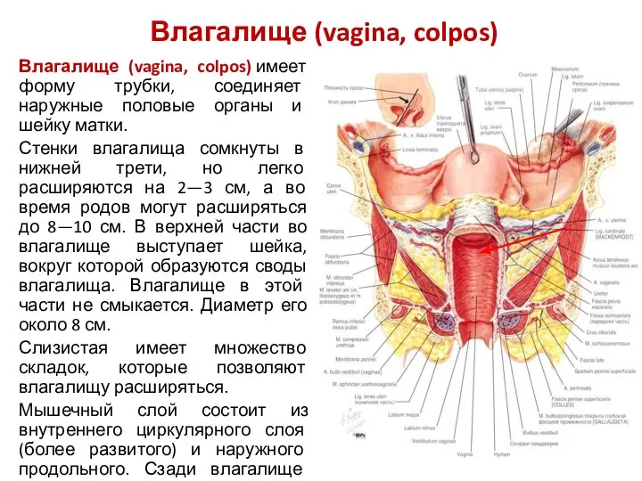 Влагалище (vagina, colpos) Влагалище (vagina, colpos) имеет форму трубки, соединяет наружные