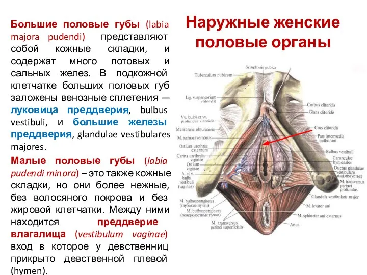 Большие половые губы (labia majora pudendi) представляют собой кожные складки, и