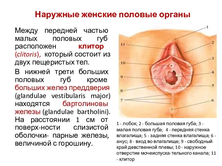 Между передней частью малых половых губ расположен клитор (clitoris), который состоит