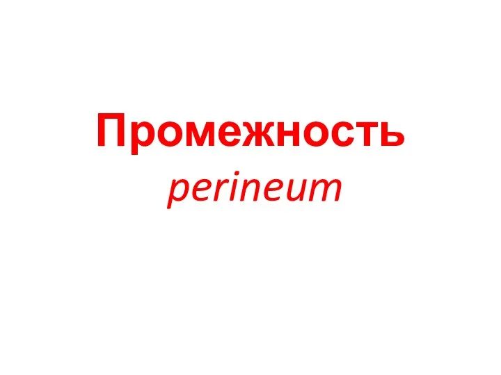 Промежность perineum