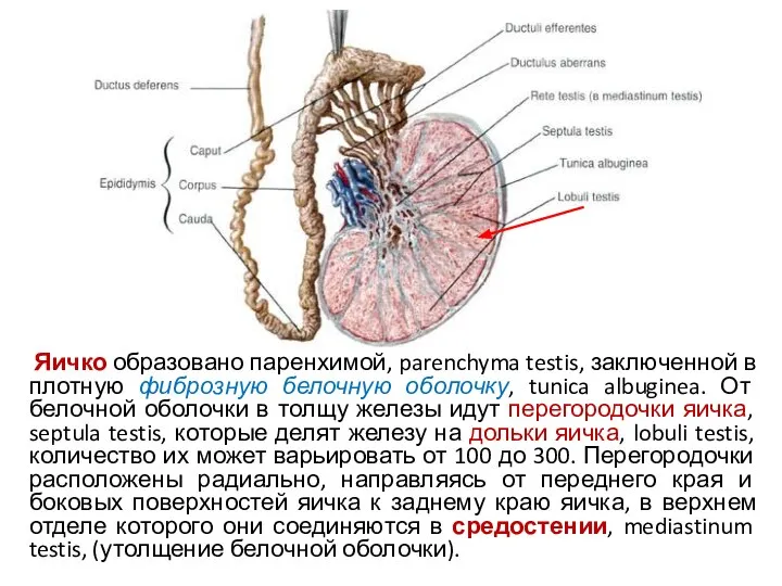 Яичко образовано паренхимой, parenchyma testis, заключенной в плотную фиброзную белочную оболочку,