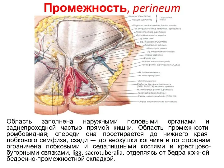 Промежность, perineum Область заполнена наружными половыми органами и заднепроходной частью прямой