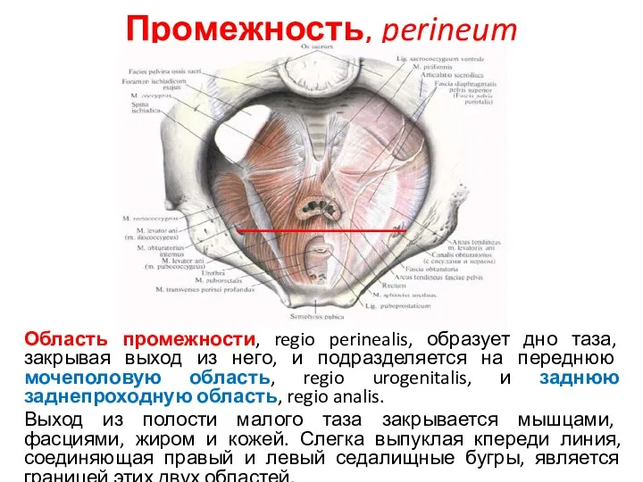 Промежность, perineum Область промежности, regio perinealis, образует дно таза, закрывая выход