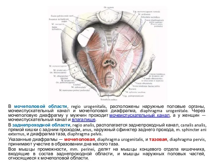 В мочеполовой области, regio urogenitalis, расположены наружные половые органы, мочеиспускательный канал