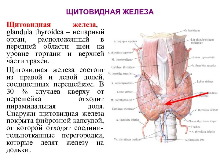 ЩИТОВИДНАЯ ЖЕЛЕЗА Щитовидная железа, glandula thyroidea – непарный орган, расположенный в