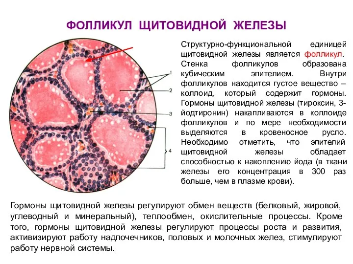 ФОЛЛИКУЛ ЩИТОВИДНОЙ ЖЕЛЕЗЫ Структурно-функциональной единицей щитовидной железы является фолликул. Стенка фолликулов