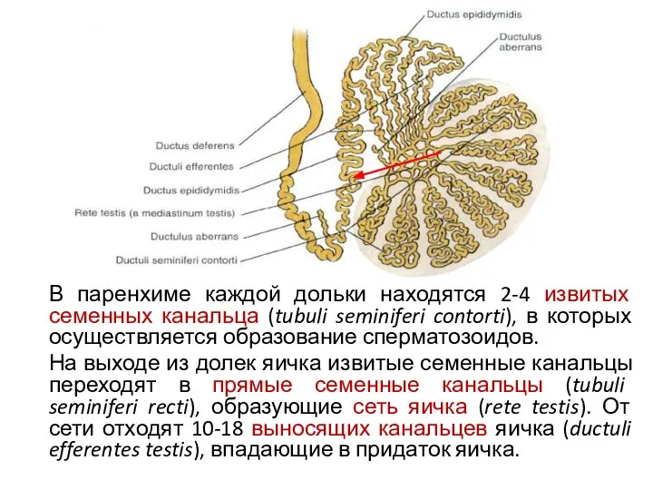 В паренхиме каждой дольки находятся 2-4 извитых семенных канальца (tubuli seminiferi