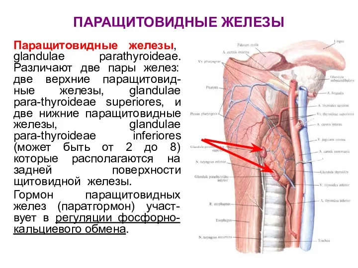 ПАРАЩИТОВИДНЫЕ ЖЕЛЕЗЫ Паращитовидные железы, glandulae parathyroideae. Различают две пары желез: две