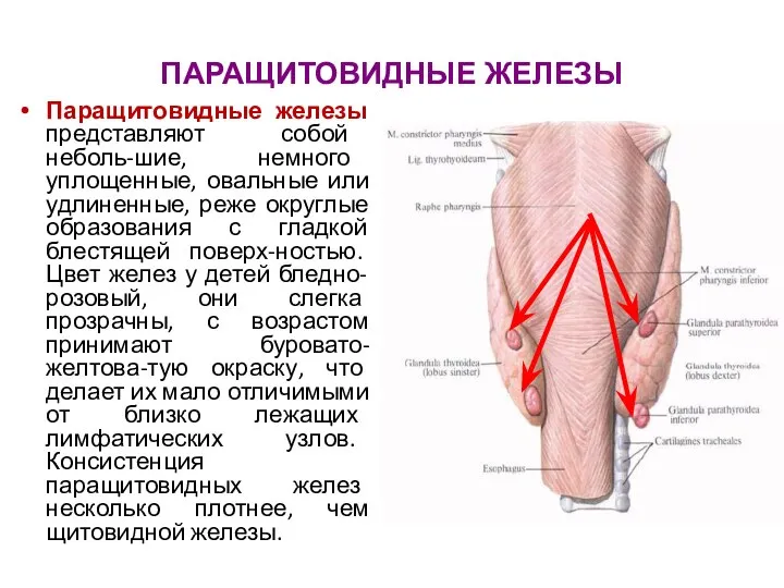 ПАРАЩИТОВИДНЫЕ ЖЕЛЕЗЫ Паращитовидные железы представляют собой неболь-шие, немного уплощенные, овальные или