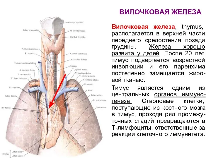 ВИЛОЧКОВАЯ ЖЕЛЕЗА Вилочковая железа, thymus, располагается в верхней части переднего средостения