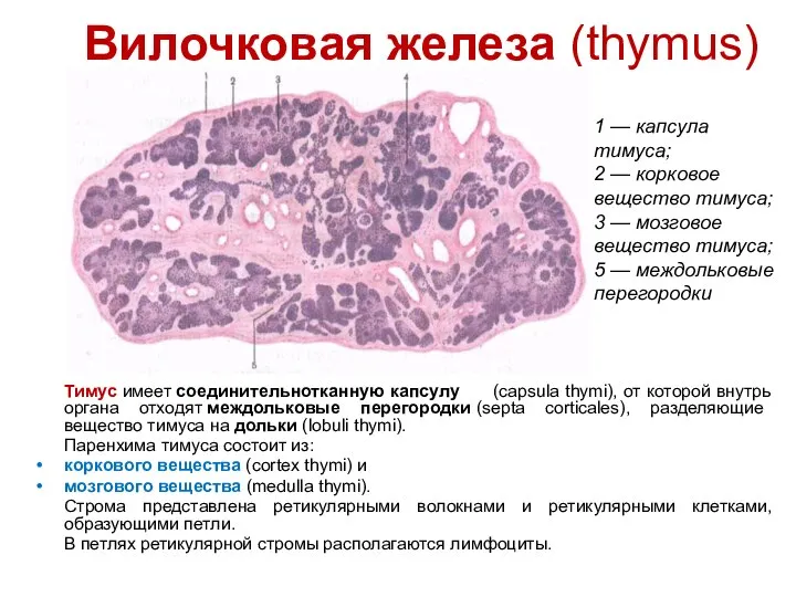 Вилочковая железа (thymus) Тимус имеет соединительнотканную капсулу (capsula thymi), от которой