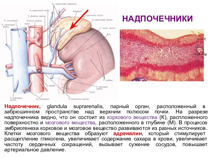 НАДПОЧЕЧНИКИ Надпочечник, glandula suprarenalis, парный орган, расположенный в забрюшинном пространстве над