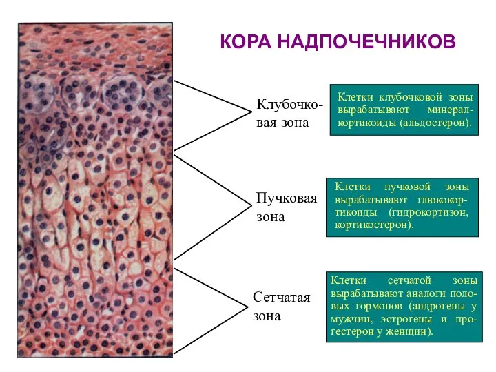 КОРА НАДПОЧЕЧНИКОВ Клубочко- вая зона Пучковая зона Сетчатая зона Клетки клубочковой