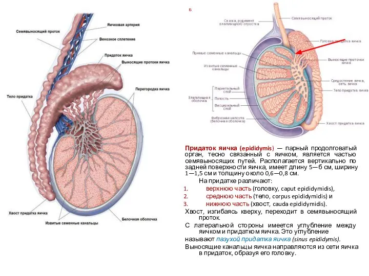 Придаток яичка (epididymis) — парный продолговатый орган, тесно связанный с яичком,