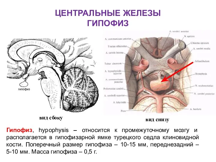 ЦЕНТРАЛЬНЫЕ ЖЕЛЕЗЫ ГИПОФИЗ вид сбоку вид снизу Гипофиз, hypophysis – относится