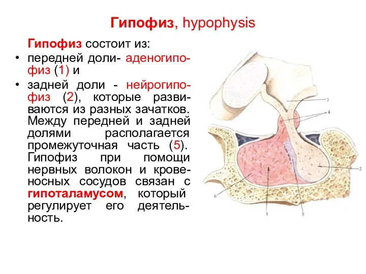 Гипофиз, hypophysis Гипофиз состоит из: передней доли- аденогипо-физ (1) и задней