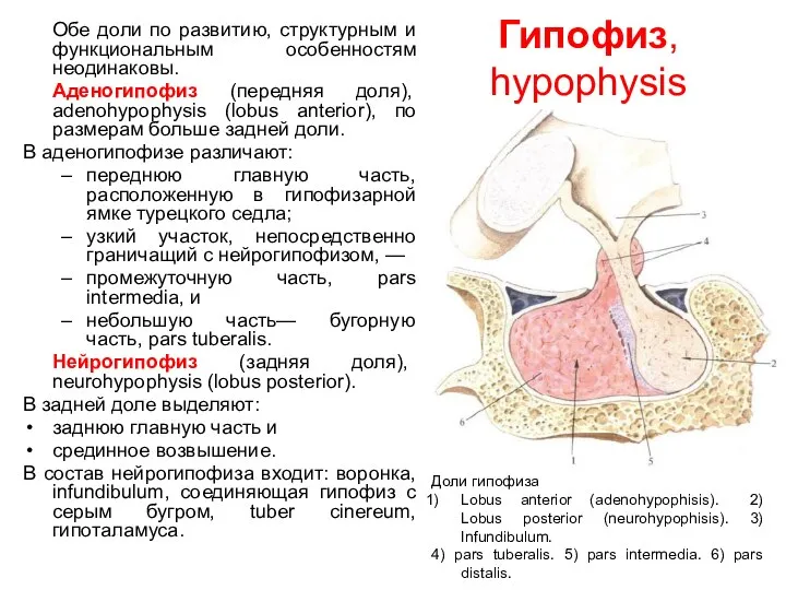 Гипофиз, hypophysis Обе доли по развитию, структурным и функциональным особенностям неодинаковы.