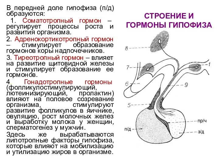 СТРОЕНИЕ И ГОРМОНЫ ГИПОФИЗА В передней доле гипофиза (п/д) образуются: 1.