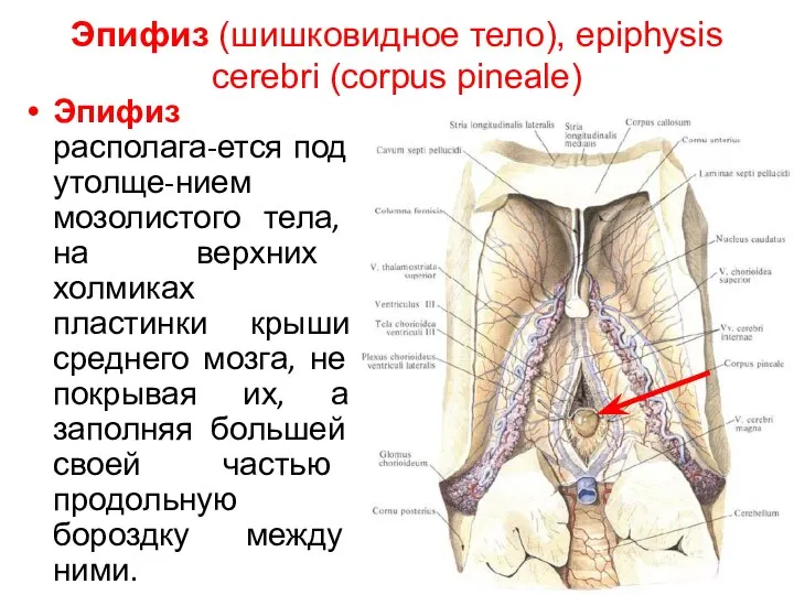 Эпифиз (шишковидное тело), epiphysis cerebri (corpus pineale) Эпифиз располага-ется под утолще-нием