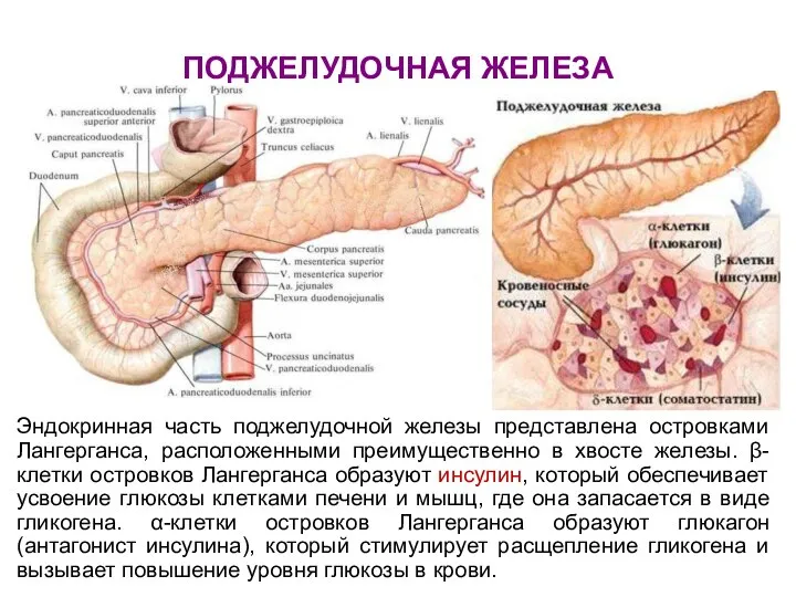 ПОДЖЕЛУДОЧНАЯ ЖЕЛЕЗА Эндокринная часть поджелудочной железы представлена островками Лангерганса, расположенными преимущественно