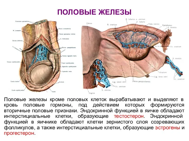 ПОЛОВЫЕ ЖЕЛЕЗЫ Половые железы кроме половых клеток вырабатывают и выделяют в