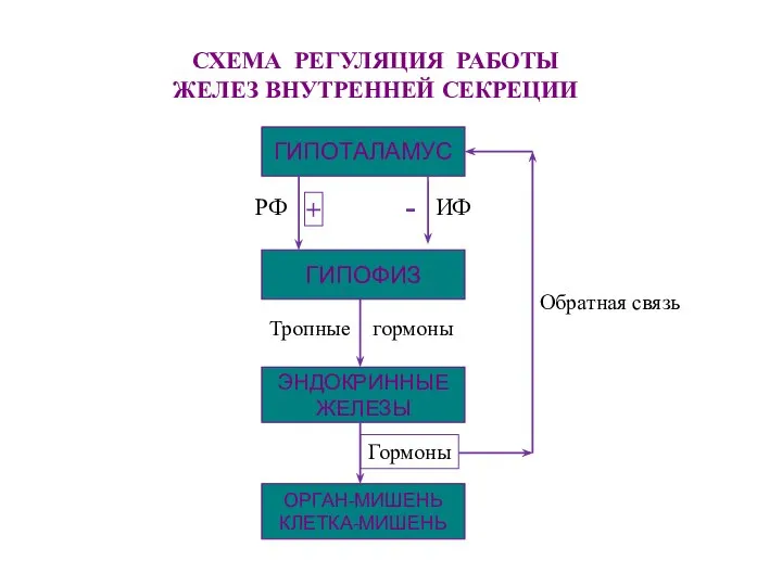 СХЕМА РЕГУЛЯЦИЯ РАБОТЫ ЖЕЛЕЗ ВНУТРЕННЕЙ СЕКРЕЦИИ ГИПОТАЛАМУС ГИПОФИЗ ЭНДОКРИННЫЕ ЖЕЛЕЗЫ ОРГАН-МИШЕНЬ