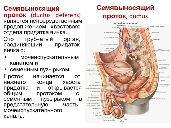 Семявыносящий проток, ductus deferens Семявыносящий проток (ductus deferens) является непосредственным продол-жением