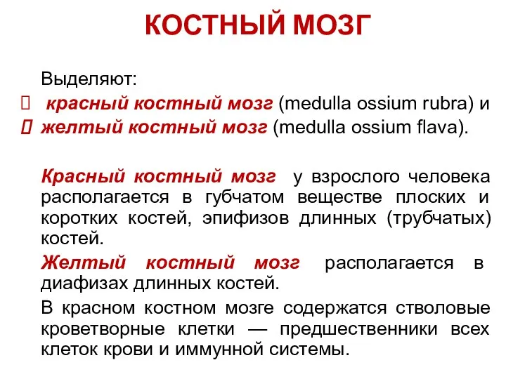 КОСТНЫЙ МОЗГ Выделяют: красный костный мозг (medulla ossium rubra) и желтый