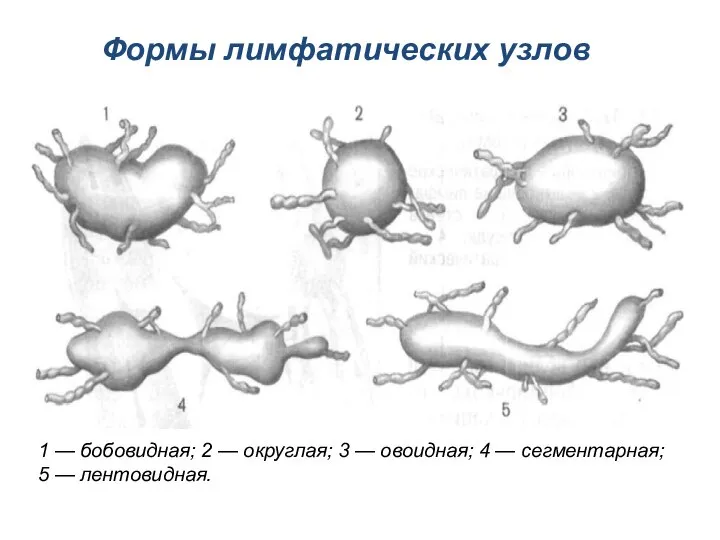 1 — бобовидная; 2 — округлая; 3 — овоидная; 4 —