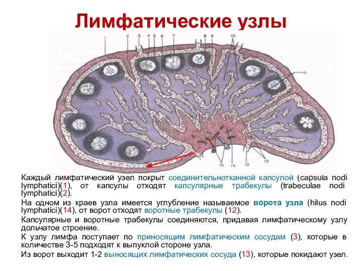 Лимфатические узлы Каждый лимфатический узел покрыт соединительнотканной капсулой (capsula nodi lymphatici)(1),