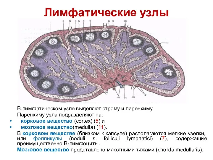 Лимфатические узлы В лимфатическом узле выделяют строму и паренхиму. Паренхиму узла