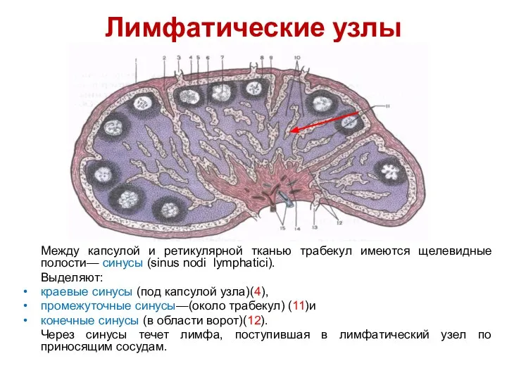 Лимфатические узлы Между капсулой и ретикулярной тканью трабекул имеются щелевидные полости—