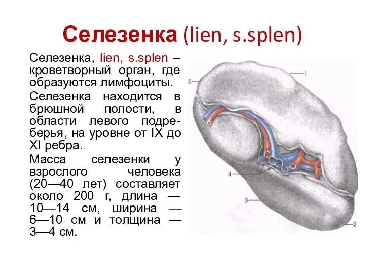 Селезенка (lien, s.splen) Селезенка, lien, s.splen – кроветворный орган, где образуются