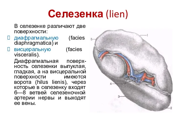 Селезенка (lien) В селезенке различают две поверхности: диафрагмальную (facies diaphragmatica) и