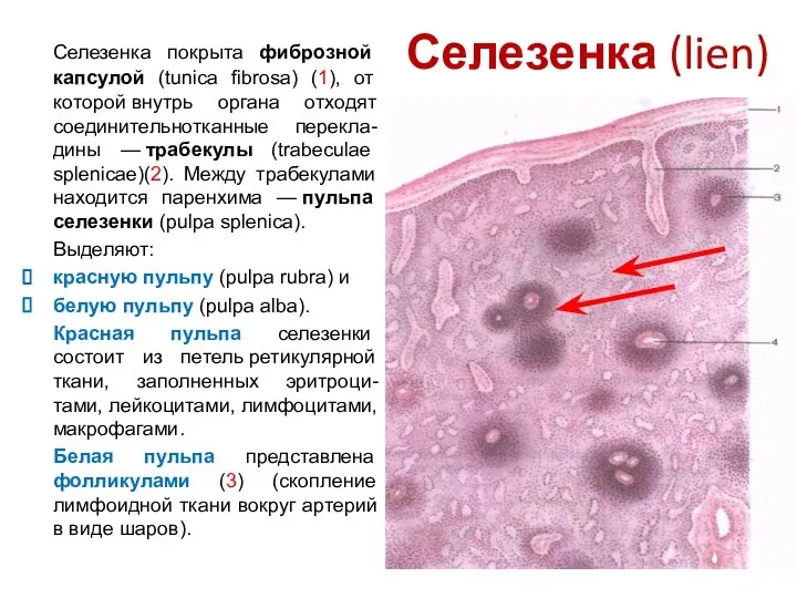 Селезенка (lien) Селезенка покрыта фиброзной капсулой (tunica fibrosa) (1), от которой