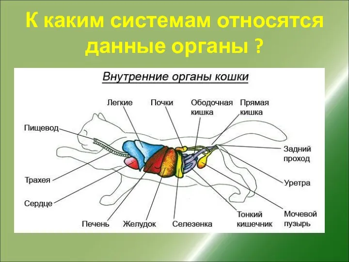 К каким системам относятся данные органы ?