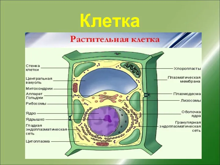 Клетка