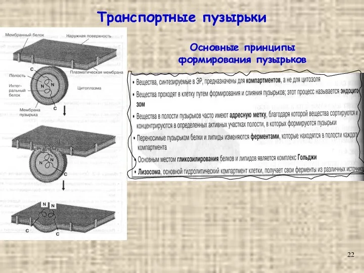 Транспортные пузырьки Основные принципы формирования пузырьков