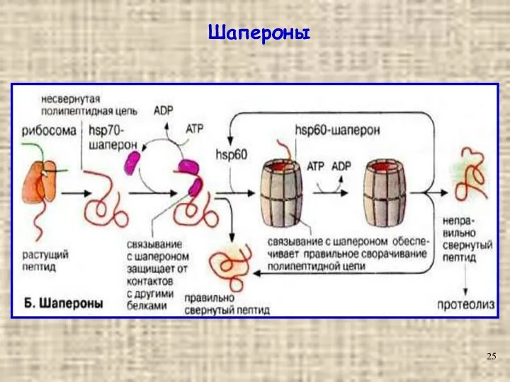 Шапероны