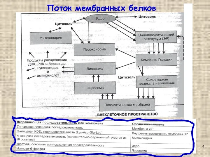 Поток мембранных белков