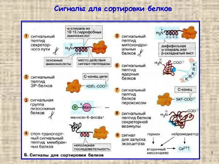 Сигналы для сортировки белков