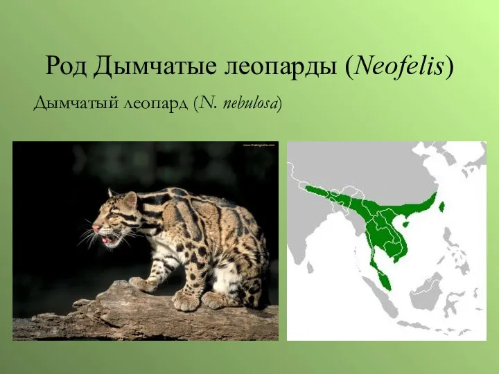 Род Дымчатые леопарды (Neofelis) Дымчатый леопард (N. nebulosa)