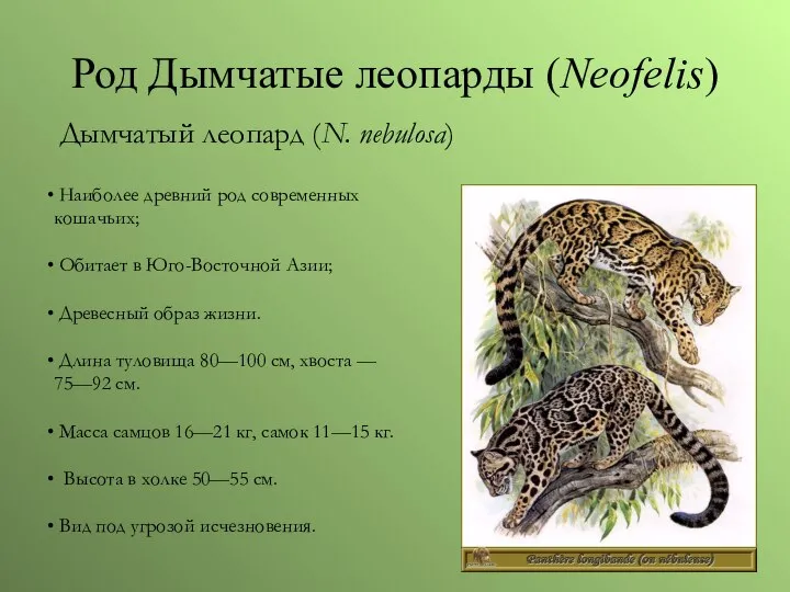 Род Дымчатые леопарды (Neofelis) Дымчатый леопард (N. nebulosa) Наиболее древний род