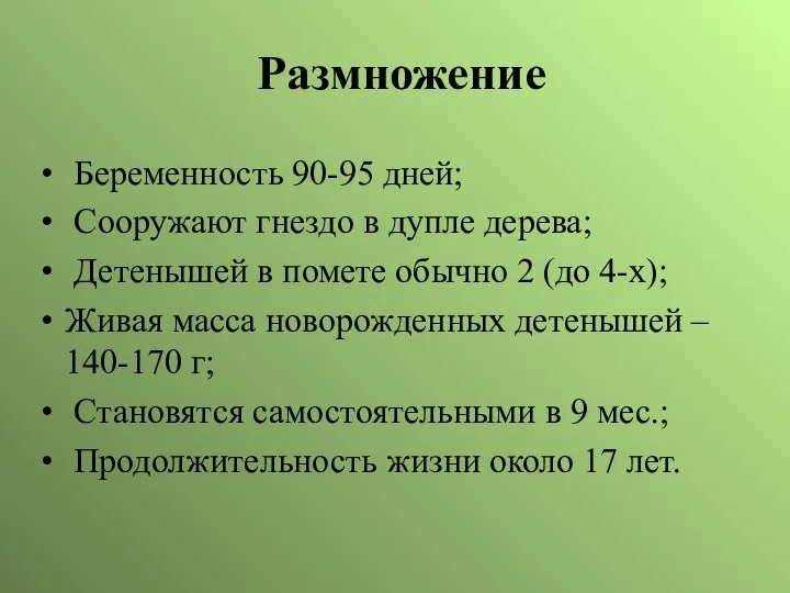 Размножение Беременность 90-95 дней; Сооружают гнездо в дупле дерева; Детенышей в