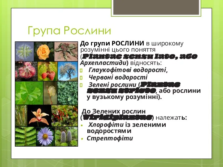 Група Рослини До групи РОСЛИНИ в широкому розумінні цього поняття (Plantae