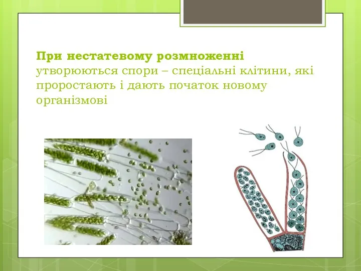 При нестатевому розмноженні утворюються спори – спеціальні клітини, які проростають і дають початок новому організмові