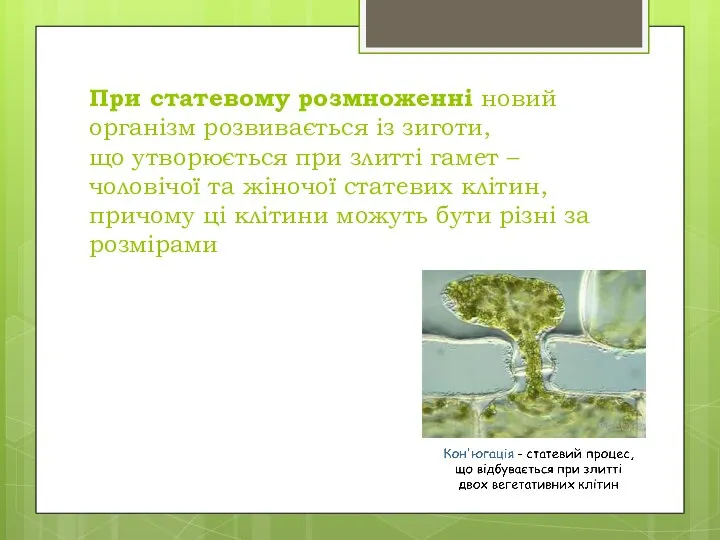 При статевому розмноженні новий організм розвивається із зиготи, що утворюється при