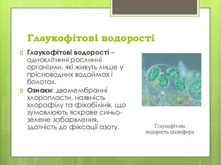 Глаукофітові водорості Глаукофітові водорості – одноклітинні рослинні організми, які живуть лише