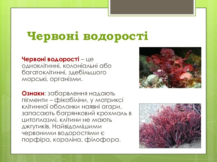 Червоні водорості Червоні водорості – це одноклітинні, колоніальні або багатоклітинні, здебільшого